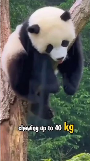 Amazing Panda Facts You Didn’t Know! 🐼‼️