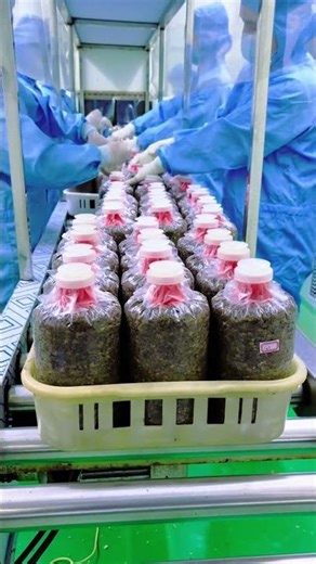 Mushroom Spawn Bag Collar Application & Lid Sealing + Solid Spawn Inoculation Process #mushroom