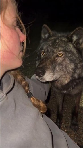 She Called the Wolf “Revan”… Then It Came Out of the Snow ❤️ #cat #cute #pets #animals #funny