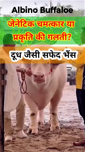 दूध जैसी सफेद भैंस|जेनेटिक चमत्कार या प्रकृति की गलती?| #ytshorts #trending #albino #animallovers