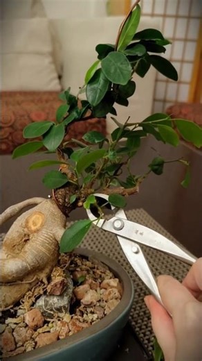 Radical structural pruning of a Ficus microcarpa Ginseng bonsai.