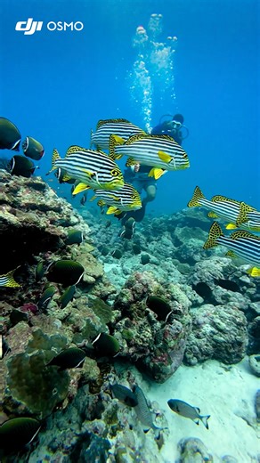 Dive straight into the ocean and meet a gentle, dreamlike world of fish 🐠💙 With Osmo Nano’s POV, the underwater scene feels clear and calming. If you could replay this moment, how long would you stay?👇 🎥 Shot by @basith_paykat #DJIOsmoNano #OsmoNano #underwaterpov #fishschool #oceanvibes #creativepov | Osmo_Global