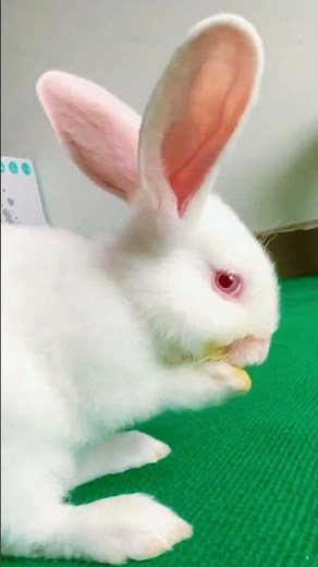 Rabbit Short Clip | Animal Moments | Wildlife & Nature Video #foryou #shorts #viral #shortvideo #fyp