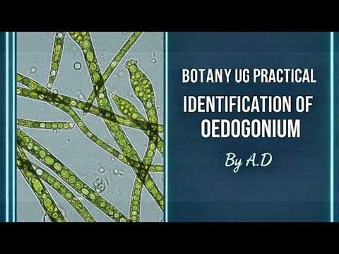 Identification of Oedogonium | Botany UG Practical | | A.D Tutorial | EchoFlowia Educational