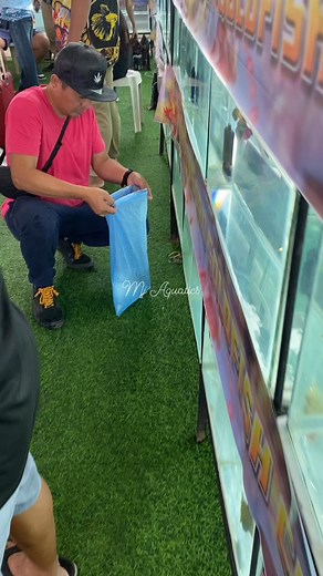 After goldfish show #fbreels #fb #reels #show #fishkeeper #goldfish #hobby #fish | Mj Aquatics Bulingit Line