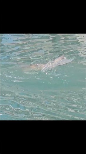 Bull Redfish Catch & Release