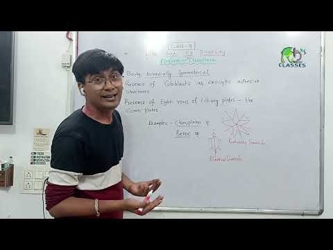 Phylum Ctenophora / Class 9 / Animal Classification