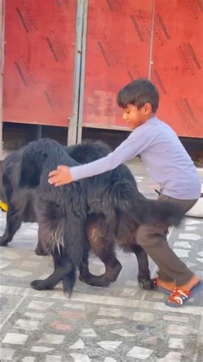 German shepherd dog . #blackgermanshepherds #germanshepheard #whitegermanshepherds #germanshepherd