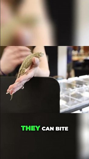 Leopard Gecko Bites? Risks and Breeding Behavior Explained!