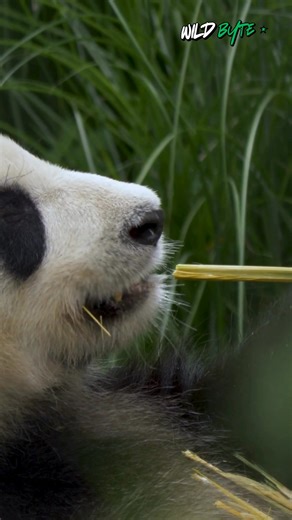 Why do giant pandas eat mostly bamboo even though they’re carnivores? #Pandas #GiantPanda #PandaFacts #WildlifeFacts #AnimalMysteries #NatureIsAmazing #BambooEaters #CarnivoreToHerbivore #AnimalEvolution #CuteAnimals #ZooAnimals #PandaLife #NatureShorts #WildlifeShorts #ScienceFacts | WildByte