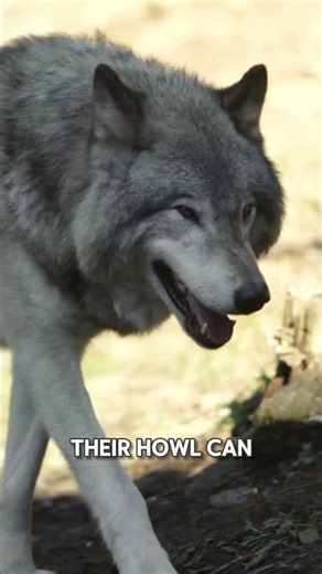 Wolf are amazing#wolf #animals #youtubeshorts