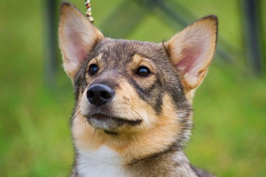 Pups with Perfectly Pointy Ears: 18 Common Dog Breeds