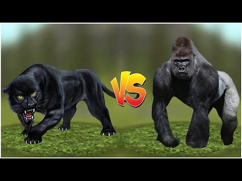 Wild Panther Sim 3D: Gameplay Wakthrough Part 7 - Pather vs Gorilla Fight