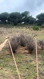 How to train a goldfinch to hunt 🐦🌿❤️ #goldfinch #singing #Training_the_goldfinch #hunt #hunting #longing #nature #jilguero #chardonnermajor #carduelis #freedom #pertator #birds #cage #breeding #تدرب_طائر_الحسون | Wild Bird Beauty