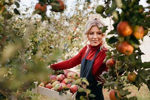8 Real World Apple Picking Tips for an Orchard Full of Fun | LoveToKnow
