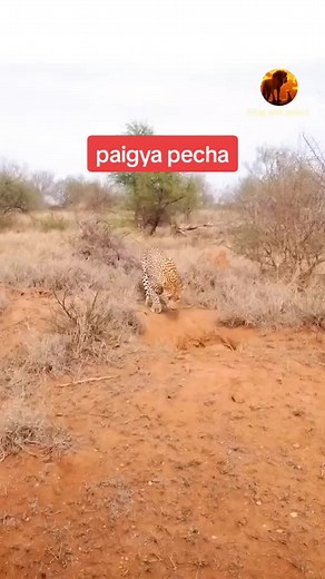 Cheetah Behavior in the Savannah: Rolling and Digging