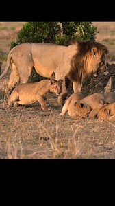 Lion eating baby | Wild Animals