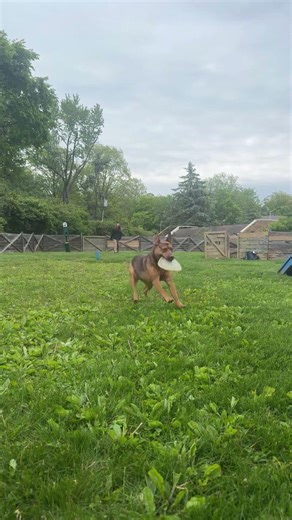 Frisbee catch with lawrie from a live stream at the dog park #dogs #fun