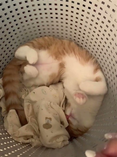 How to Banish Cat Odor from Laundry: Quick Tips