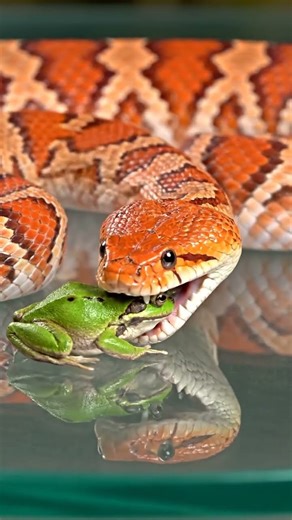 Snake #SnakeASMR Crystal Mukbang | Snap, Crunch & Slow Swallow Sounds 🐍💎