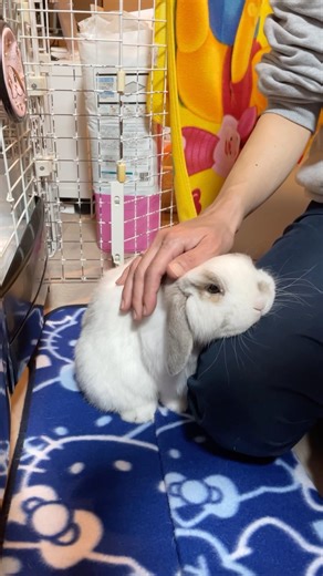 このあとブチギレます（理由が可愛すぎる）#うさぎ #rabbit #癒し #ペット動画 #可愛い #キレるうさぎ #shorts