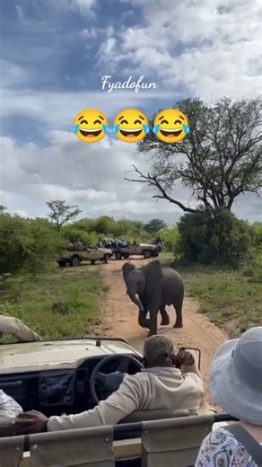 11K views · 210 reactions | Baby elephant says hello… loudly! 藍.Who knew a tiny trunk could make such a big noise? 藍 This little elephant is here to say hi… and it’s not holding back!" #BabyElephant #animals #wildlife #nature #safari #fblifestyle #CuteAnimals #FunnyAnimals #WildlifeFun #NatureVibes | Fyado fun | Facebook