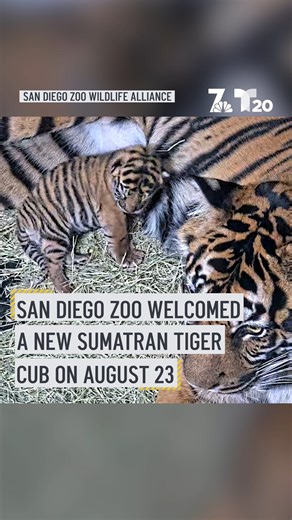 310K views · 10K reactions | Good luck finding anything cuter today than the San Diego zoo's new tiger cub | NBC 7 San Diego | Facebook