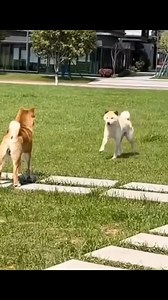 167K views · 3.3K reactions | Funny Shiba Compilation | Shiba Inu Overload | Facebook