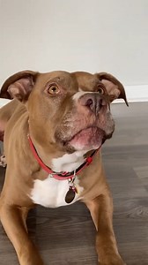 90K views · 3.4K reactions | PENNY LEARNS SHE'S ADOPTED!  #talkingdog #comedy #dog #pennythepitbull #foryoupage #talkinganimals #funnymoments #dailycomics #funnypost #funnymoment #funny #comics #funnymemes | Robby and Penny | Facebook