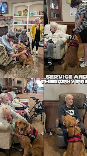 Dog Training Classes Near Me | Obedience, Service & Therapy Dog Training Cincinnati