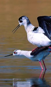 1.6M views · 34K reactions | Black-winged Stilts (黑翅长脚鹬,Himantopus himantopus) are having the time of their life. They are strikingly large black-and-white waders with a thin, straight bill and bright pink legs. credit 微雨燕 藍 #China #nature #birds #wildlife #travel #peace #beauty #beautiful #love | Lin hillside | Facebook