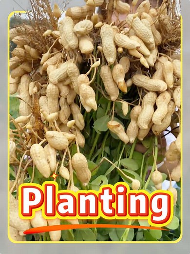 Types of Planting: Science & Methods