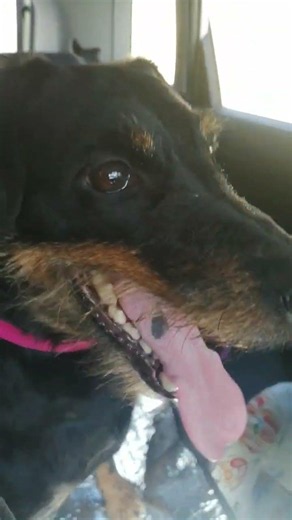 Deutscher Jagdterrier Ronja freut sich auf die Jagd 🐶🐾🐗🦝🐻