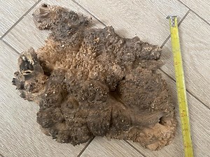 Maple Burl. Burl Cap. Wood Turning. Live Edge Wood. Burl. Wood Slab. Wood Piece. Epoxy. Resin. Burl Piece. Stabilisation. Burl Art - Etsy Australia