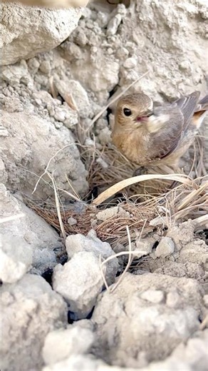 I Saved Red-Tailed Wheatear Eggs & Rebuilt Their Nest 🐦🥚 #shorts