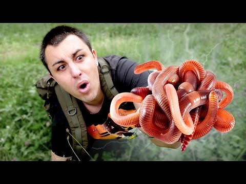LES INSECTES COMESTIBLES ! (Dans la nature)