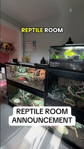 Building my DREAM Reptile Room…