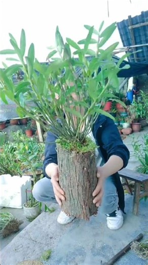 let's Using techniques tutorial videos! Dendrobium densiflorum plants growing on the log #short🌵🍀🌵🌵🌵