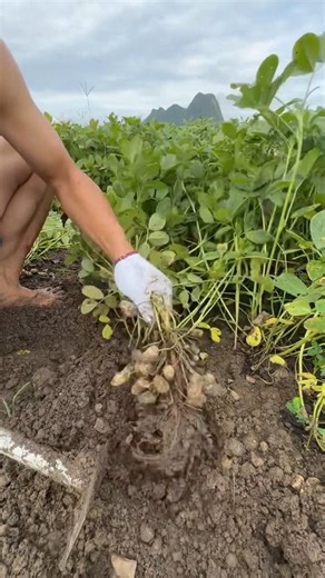 Planting Peanuts results Tutorial #farming #shorts