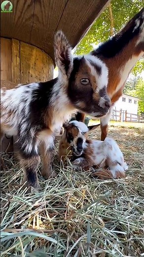 😍🐐 Cute Baby Goat Sounds! 🥰❤️ #Shorts