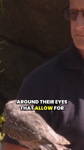 Did you know that it's a myth that owls can turn their heads 360 degrees? In last week's episode of What's New at the Zoo, hosts Stefanie Miller and Jim Bartoo sat down with Cameron Luna to learn more about Olivia, the northern white-faced owl黎 Plan your visit today at NashvilleZoo.org and tap to watch the full episode on our YouTube channel  https://buff.ly/gc6dBVJ . . #NashvilleZoo #WhatsNewattheZoo #MainStreetMediaofTN #Owls #WhitefacedOwl | The Wilson Post | Facebook