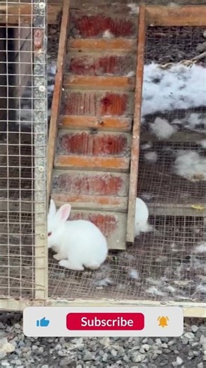 The Growing Journey of a Tiny Baby Bunny