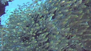 Beautiful underwater tropical coral reef landscape scene with shoals of glassfish parapriacanthus ransonneti in small cave