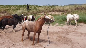 Let the ‘sea salt spa’ of wind in your face and sand in your hair make your morning. This horse is here for it! #throwback to riding through the wild landscapes of #scotland and exploring the fascinating history of castles and rock and roll. . . https://wildwomenexpeditions.com/trips/horsing-around-the-highlands-scotland-horseback-riding/ | Wild Women Expeditions