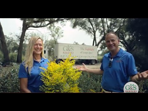 The Facts on Sunshine Ligustrums