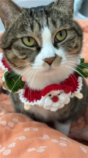 CAT MEOWING TO ATTRACT CATS PART 245