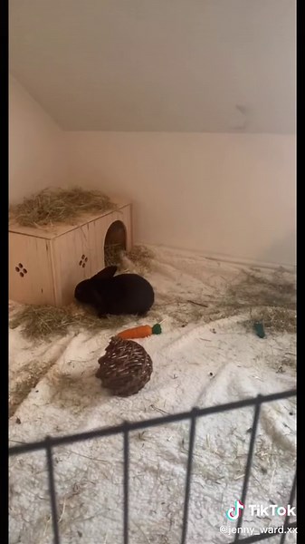 Buying Baby Bunnies: Our Heartwarming Adoption Journey