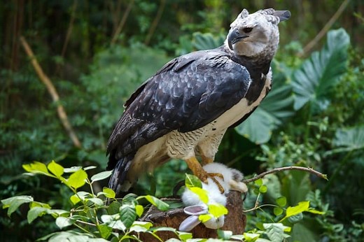 10 Harpy Eagle Facts - Fact Animal