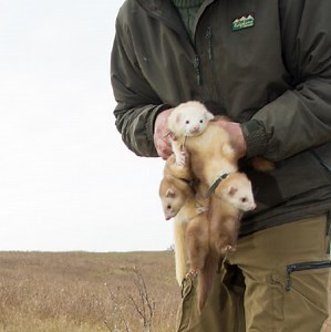 Ferret Litter (Best Litter Box For Ferrets)