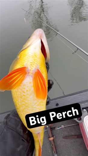 Big Spring Perch. #fishing #perch #perchfishing #bigfish #catchandrelease